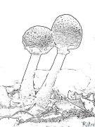 Mushroom Printable Coloring Nplooj Ntawv